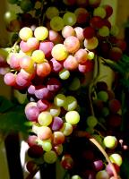 Grapes